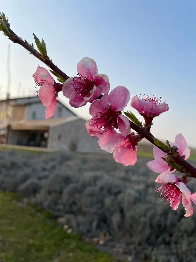 Séjour à la ferme Agriturismo Redo Ponti sul Mincio Italie